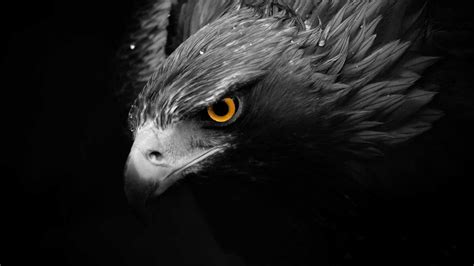 black and white eagle photo